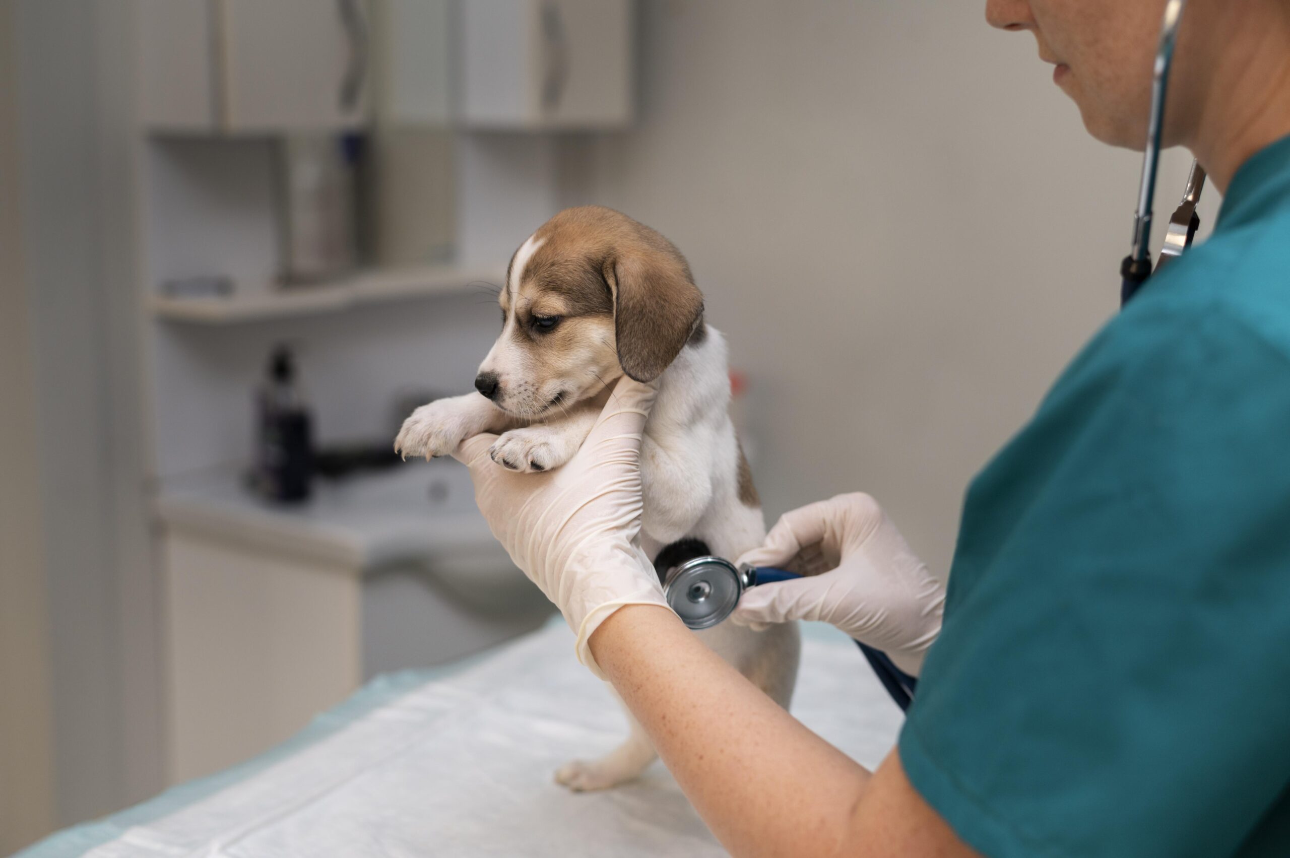 close up veterinarian taking care dog